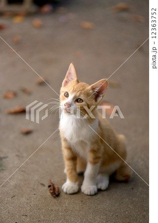 猫 12363752