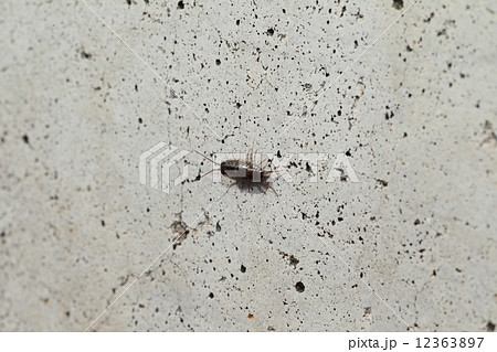 フナムシ フナムシ 12363897