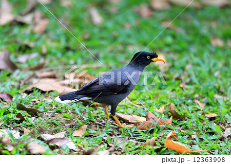 ジャワハッカ(オオハッカ) ジャワハッカ(オオハッカ) 12363908