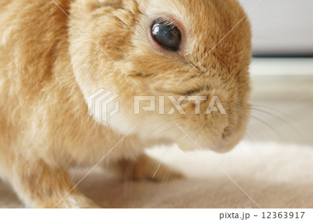 ウサギの口元の写真素材