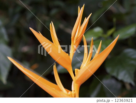 ストレリチア 12363921