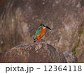 カワセミ 12364118