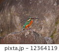 カワセミ 12364119