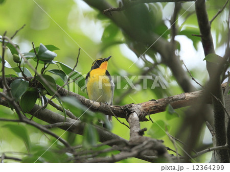 キビタキ 12364299