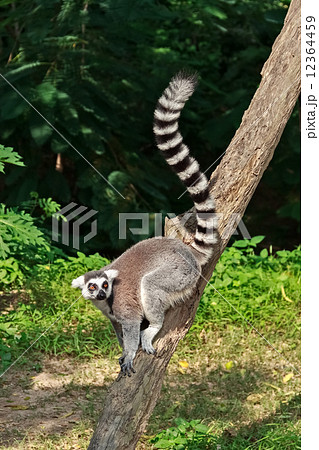 Ring-tailed Lemur,Lemur catta Ring-tailed Lemur,Lemur catta 12364459