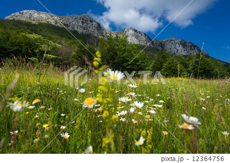 meadow with daisys at the foor of high mountain 12364756