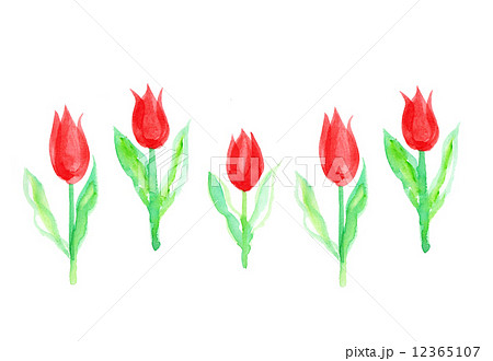 チューリップ 春 花 植物 並ぶ 赤色 四月 かわいい 手書き 水彩 白