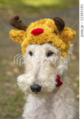 トナカイの帽子をかぶったワイヤーフォックステリア 12365191