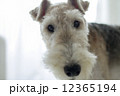 ワイヤーフォックステリア 12365194
