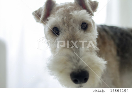 ワイヤーフォックステリア 12365194