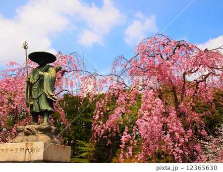 東京　西新井大師の桜 12365630