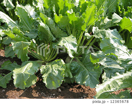 甜菜畑01 12365678