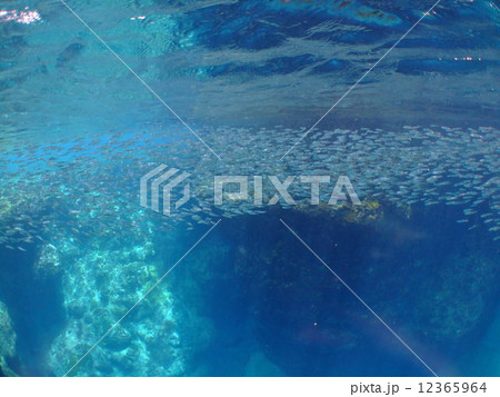 沖縄　慶良間諸島　国立公園　海　南国 地形　キビナゴ 12365964