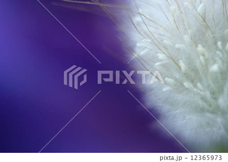 ラグラス ラグラス 12365973