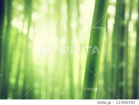 Bamboo Forest 12366392