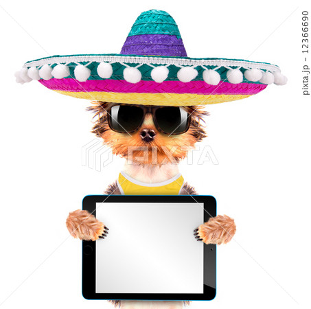 dog wearing a mexican hat with tablet pc dog wearing a mexican hat with tablet pc 12366690