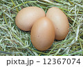 egg 12367074
