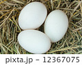egg 12367075