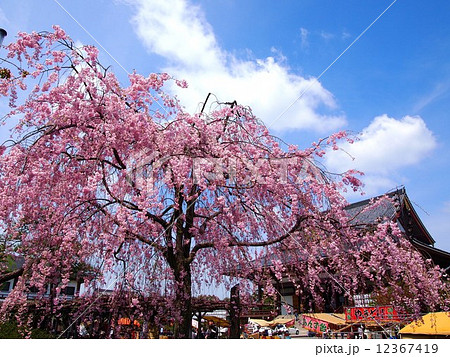 東京 西新井大師の桜 東京 西新井大師の桜 12367419