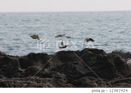 アオバトの海 アオバトの海 12367424