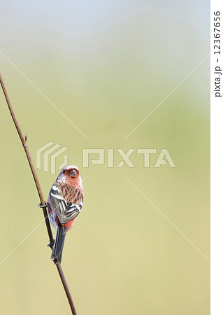 ベニマシコ 12367656