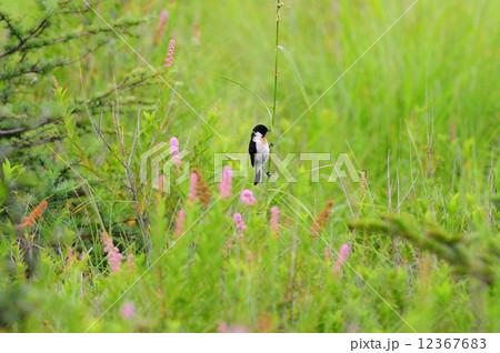 ノビタキ ノビタキ 12367683