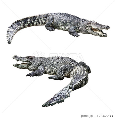 Crocodiles isolated 12367733