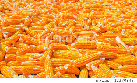 Pile of Corn 12370345