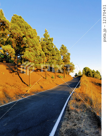 Pine Forest on Hierro 12370431