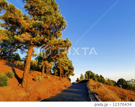 Pine Forest on Hierro 12370434