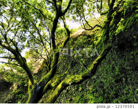 Saint Tree on Hierro 12370501