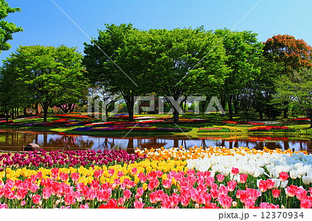 昭和記念公園 12370934