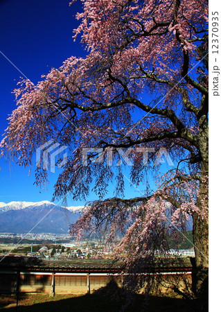 栖林寺のしだれ桜 12370935