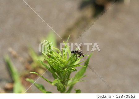 新女王～旅立ち～ 12370962