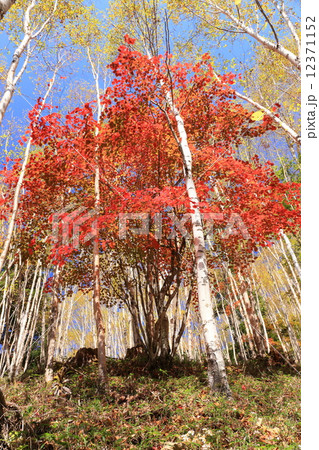 男体山　志津林道の秋 12371152