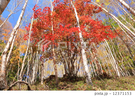 男体山　志津林道の秋 12371153