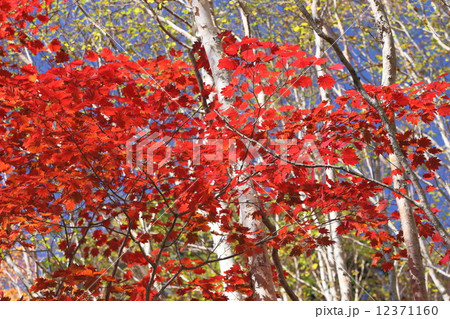 男体山 志津林道の秋 男体山 志津林道の秋 12371160