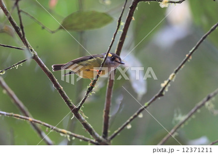 キアシヒタキ キアシヒタキ 12371211