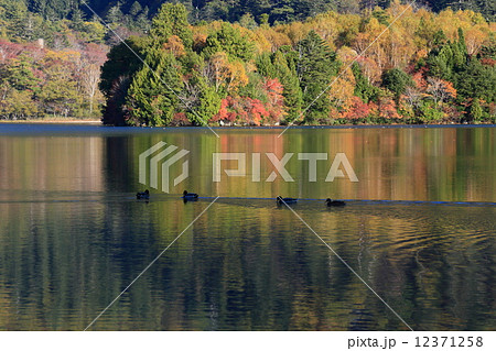 湯の湖の朝 12371258