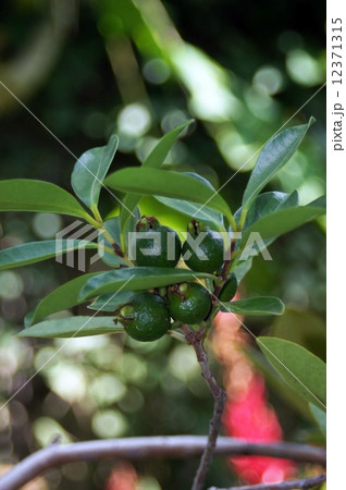 バンジロウ 12371315