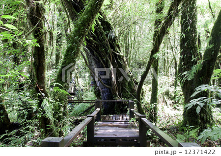 Doi Inthanon National Park 12371422