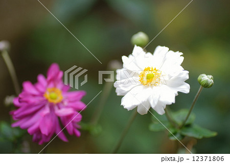 秋明菊・八重咲き・白 12371806