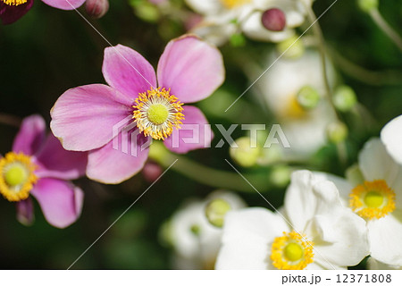 秋明菊・一重咲き・ピンク 12371808