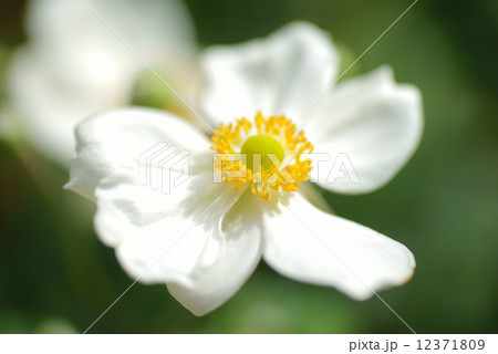 秋明菊・一重咲き・白 12371809