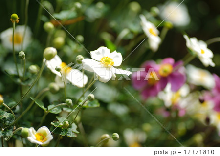 秋明菊・一重咲き・白 12371810