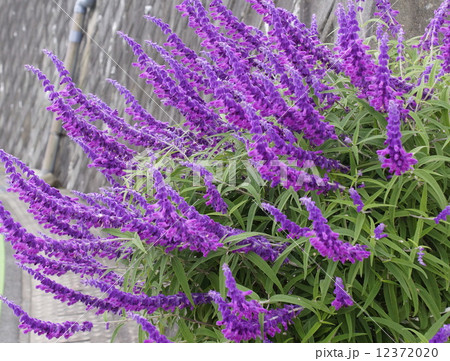 メキシカンブッシュセージ 02 メキシカンブッシュセージ 02 12372020