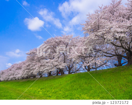 背割堤の桜 12372172