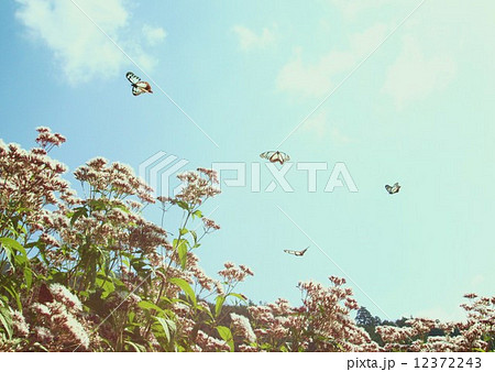 アサギマダラ アサギマダラ 12372243