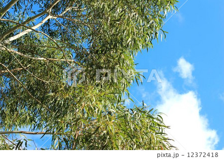 ユーカリ 12372418