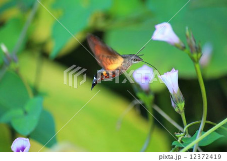 ホウジャクのホバリング 12372419